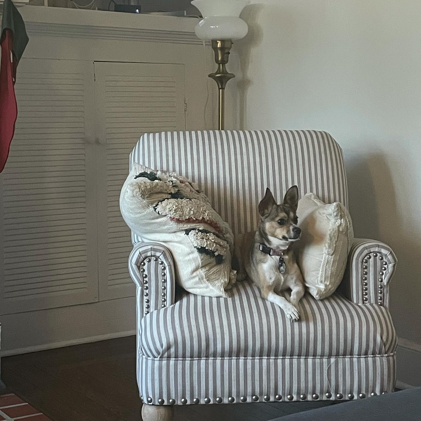 Enlarge Cardi, a Adoptable mixed breed in Harrison, NY image 3/6