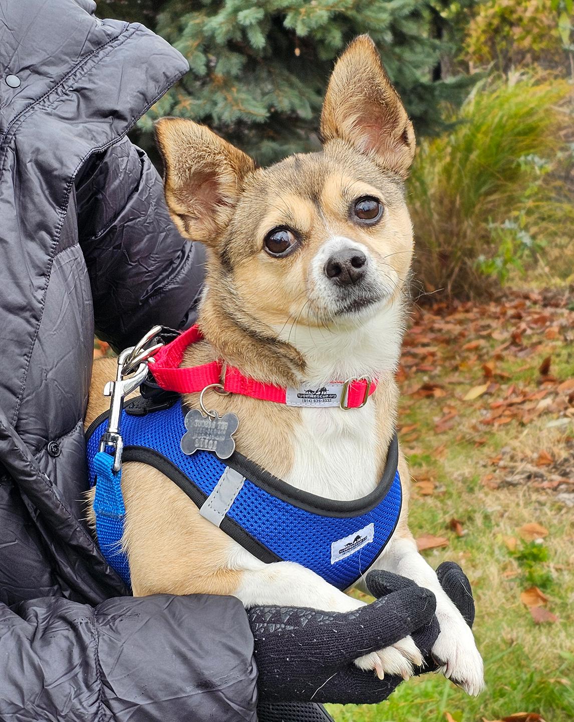 Cardi, Adoptable, Adult Female Chihuahua.
