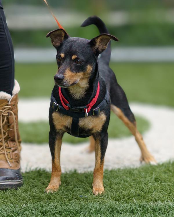 Jacques, Adoptable, Adult Male Dachshund & Chihuahua.