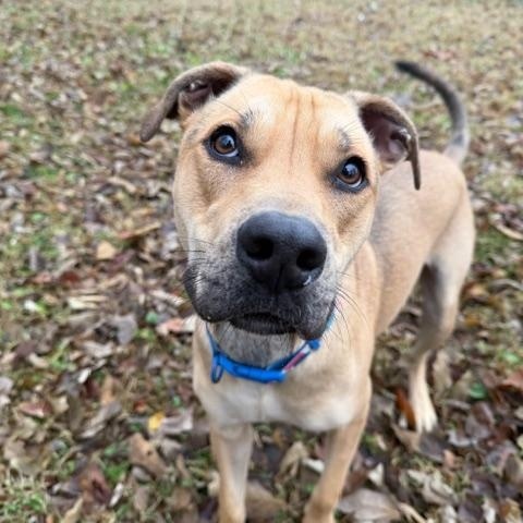 Zoey, a ADOPTABLE Black Mouth Cur in Shelbyville, IN image 2/3