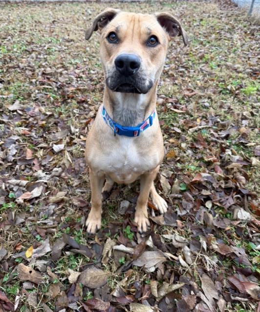 Zoey, ADOPTABLE, Young Female Black Mouth Cur.
