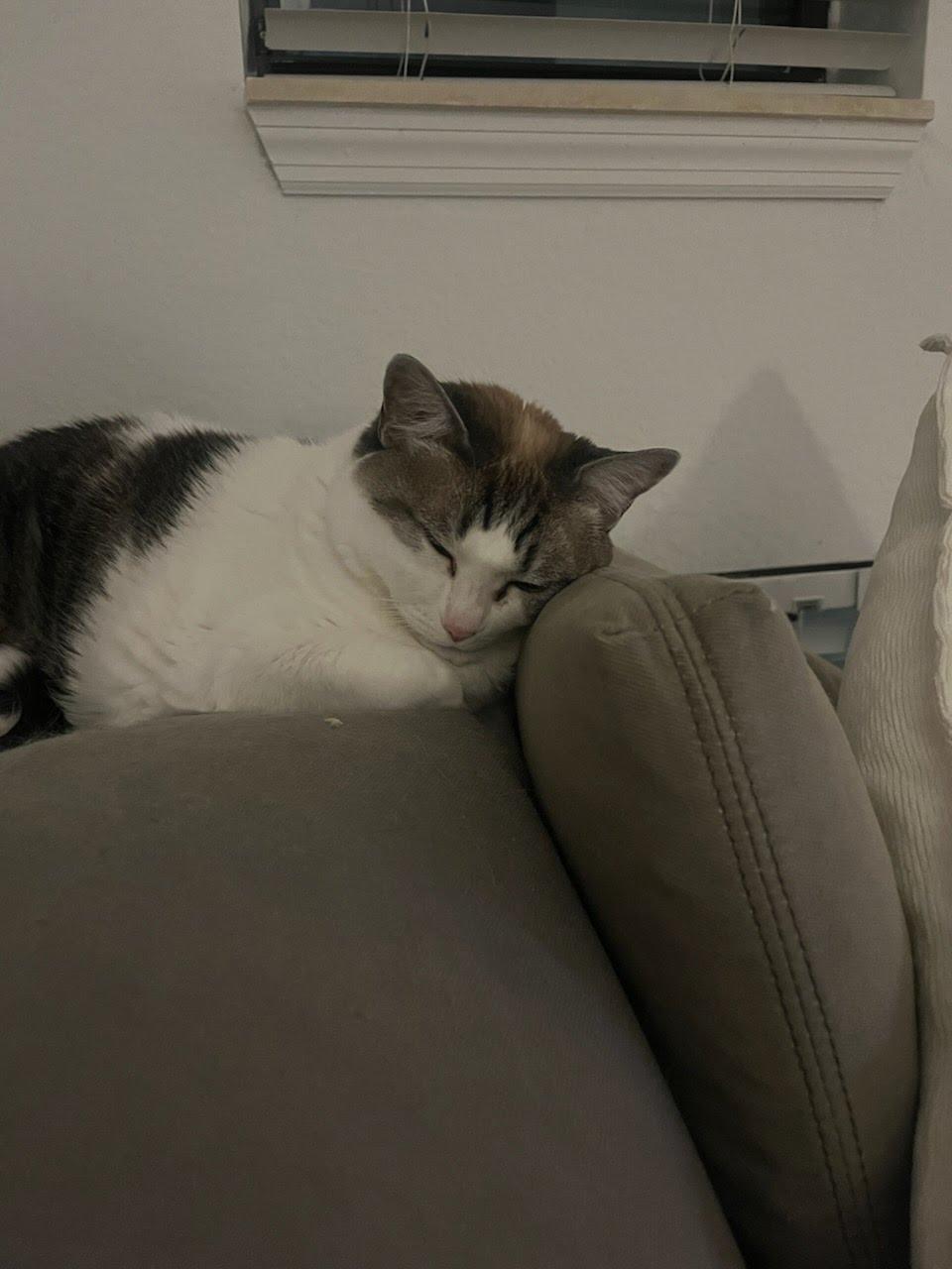 Stella, an adopted Domestic Short Hair in Windsor Locks, CT image 3/3