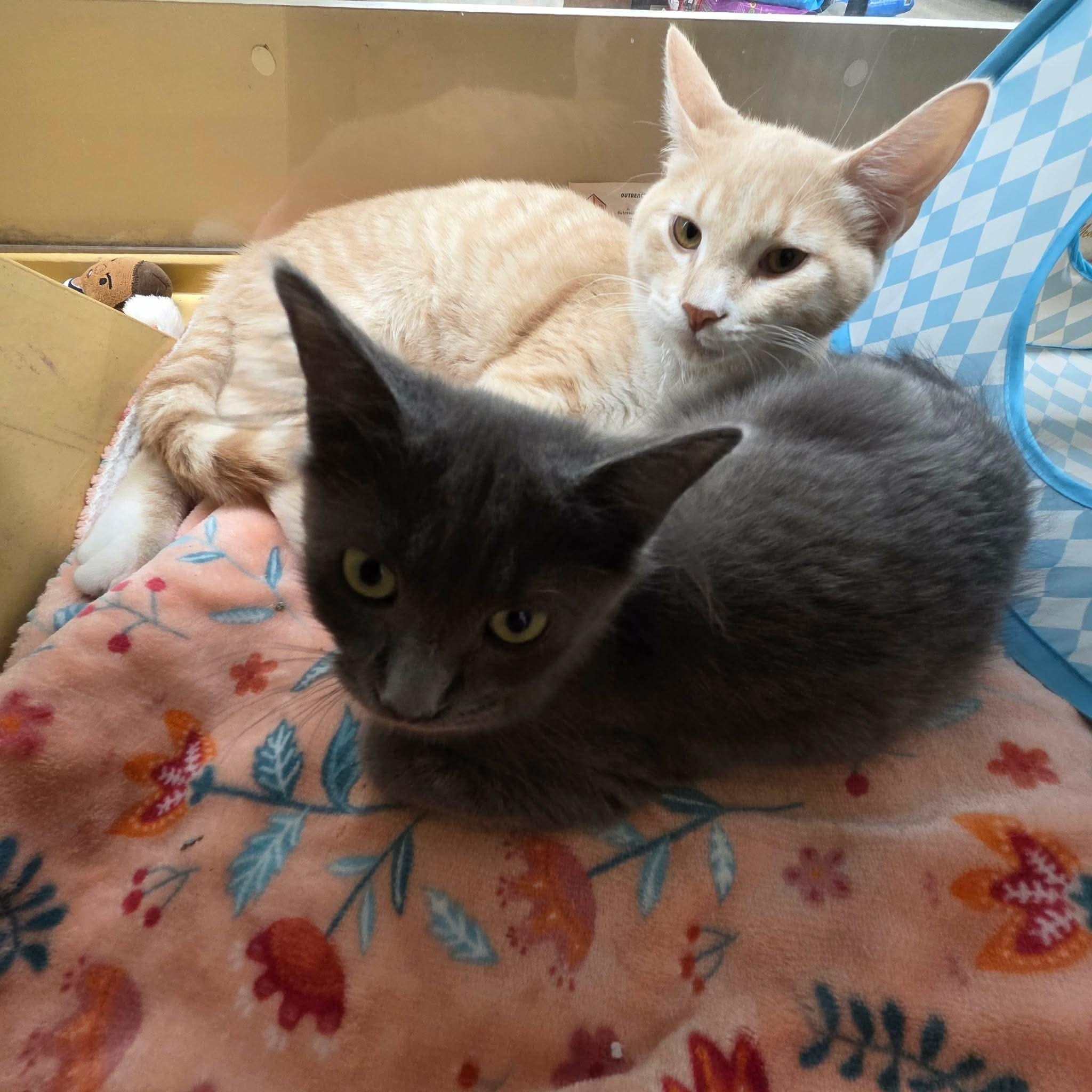 Enlarge Sora, a Adopted Domestic Short Hair in Gladstone, OR image 6/6