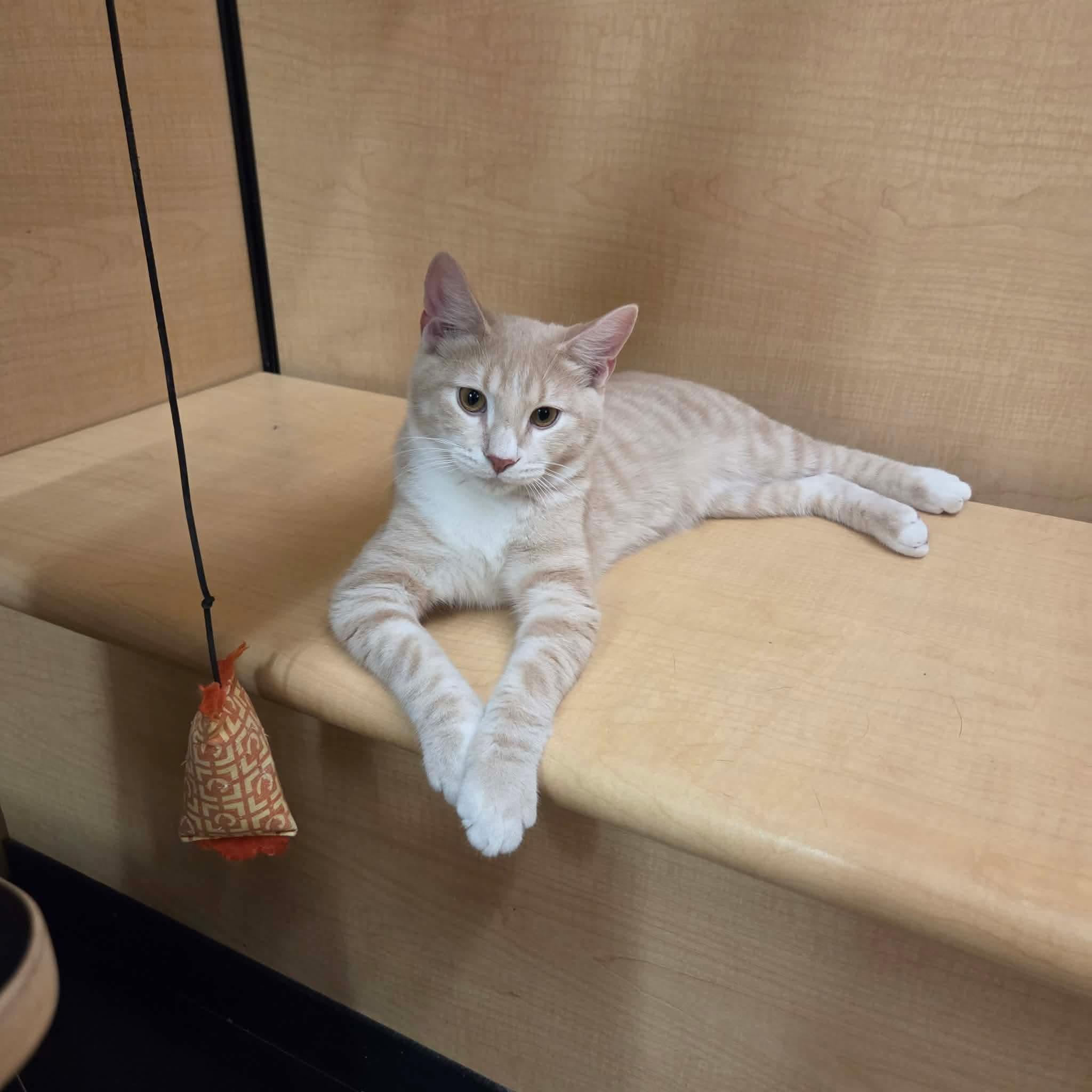 Sora, Adopted, Kitten Male Domestic Short Hair.