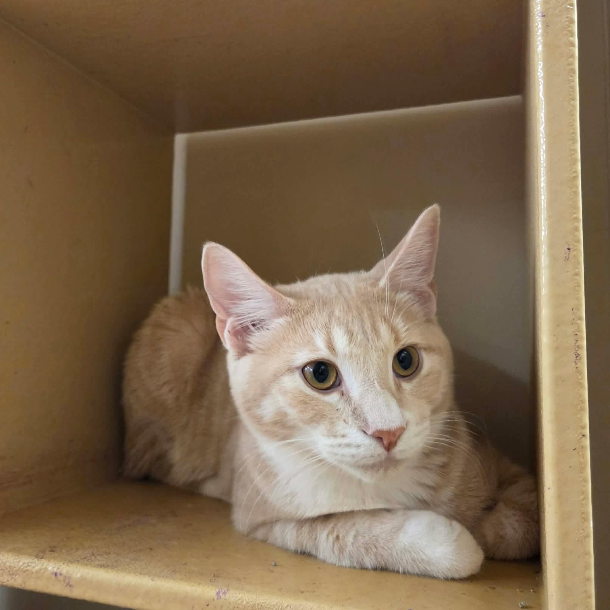 Enlarge Sora, a Adopted Domestic Short Hair in Gladstone, OR image 5/6