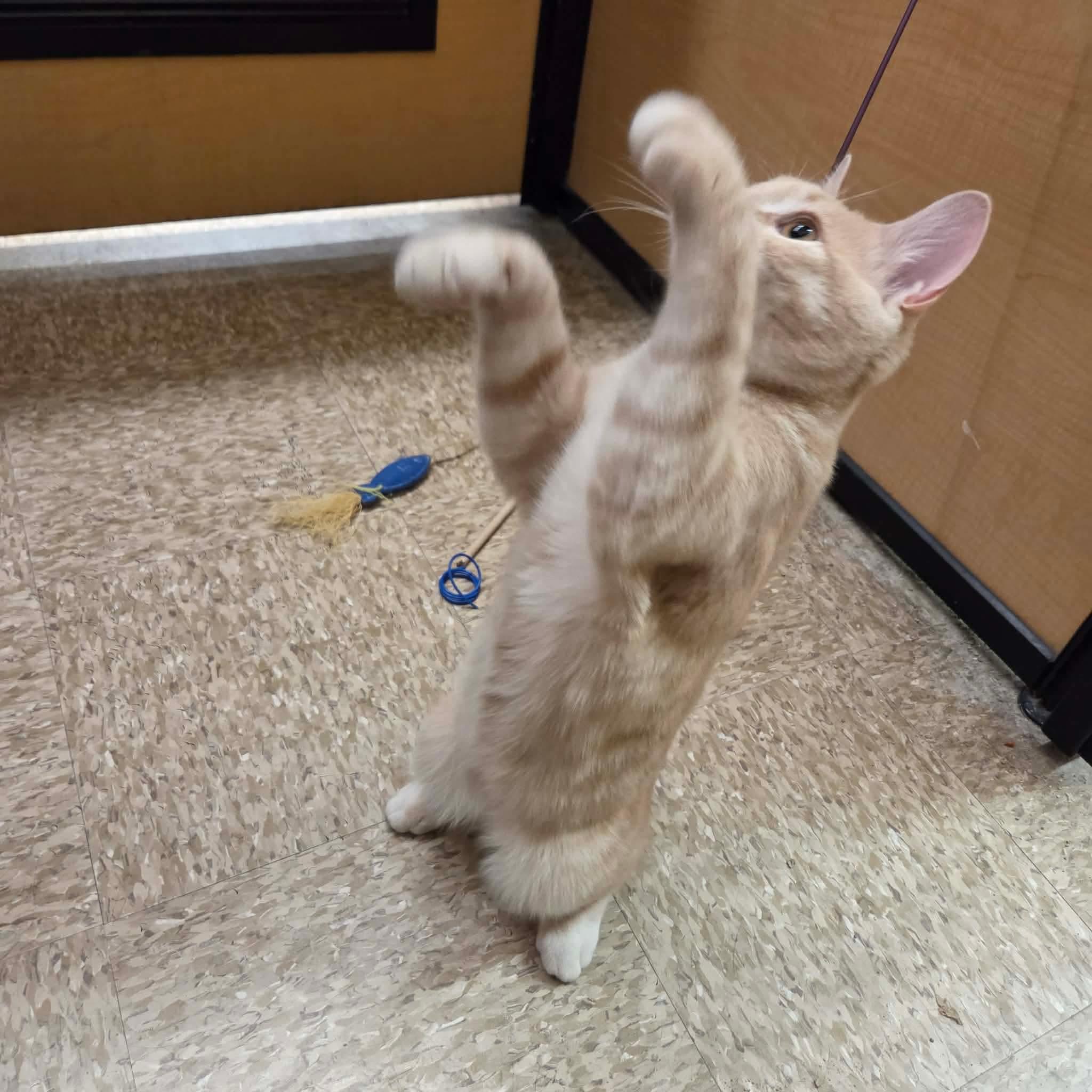 Enlarge Sora, a Adopted Domestic Short Hair in Gladstone, OR image 3/6