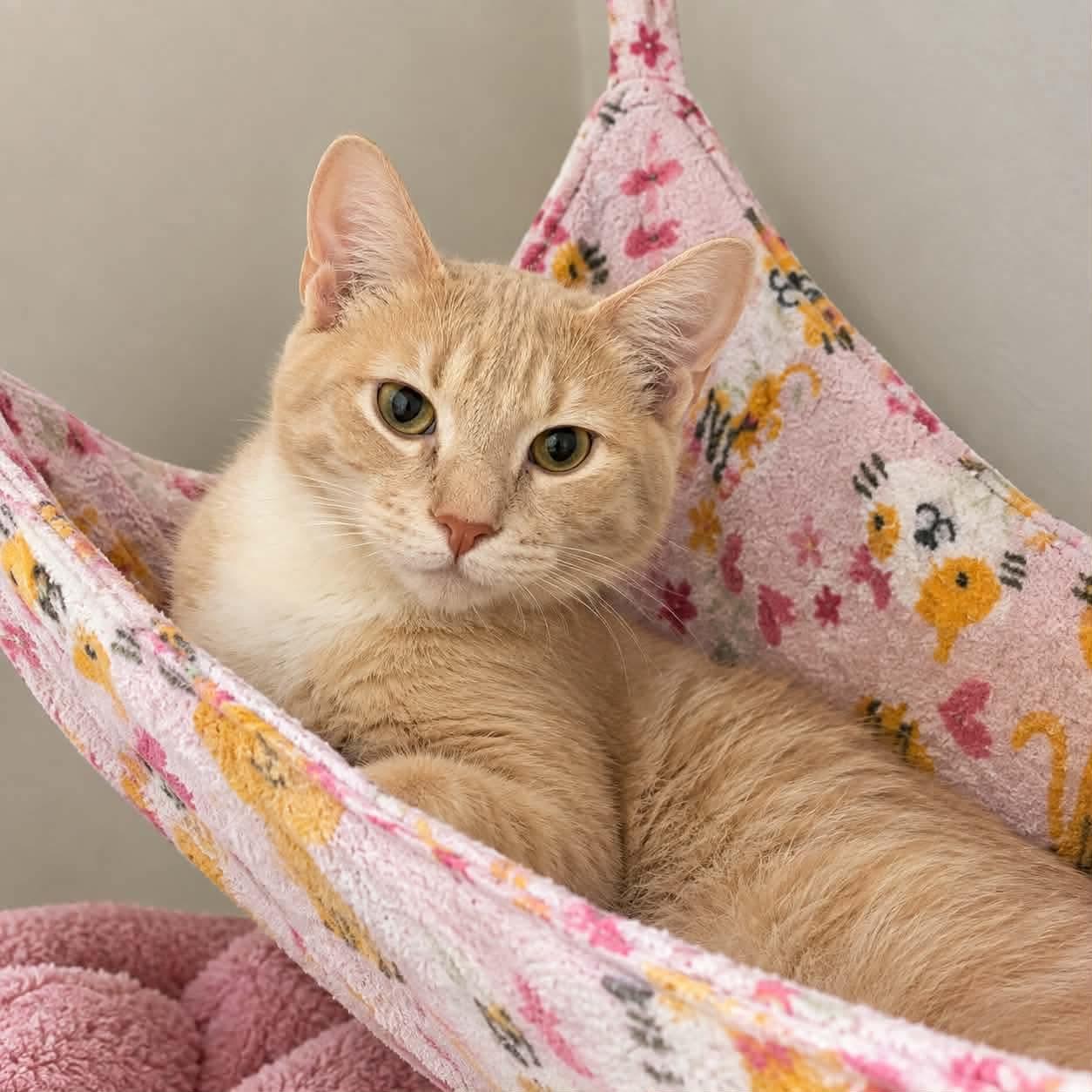 Enlarge Sora, a Adopted Domestic Short Hair in Gladstone, OR image 4/6