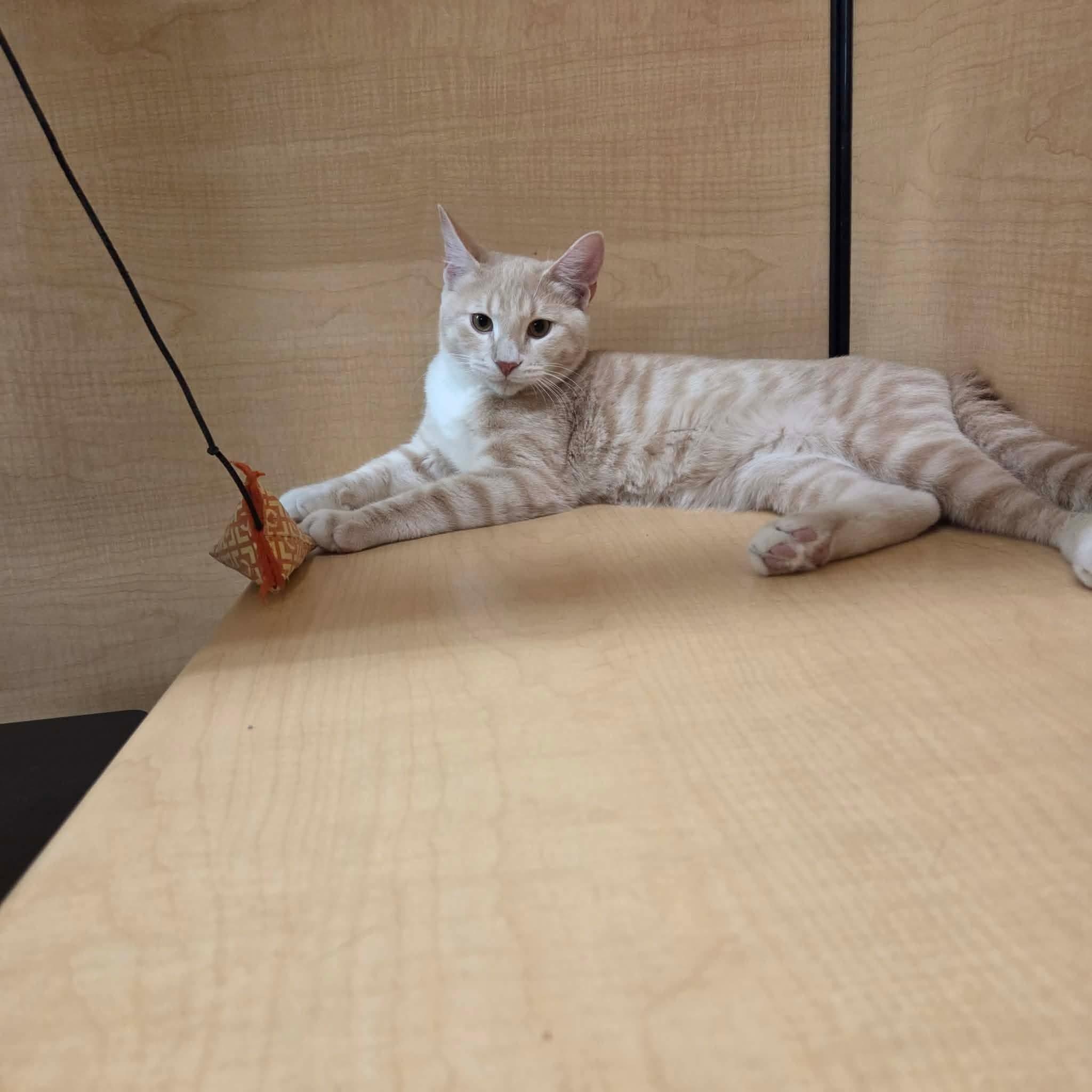 Enlarge Sora, a Adopted Domestic Short Hair in Gladstone, OR image 2/6