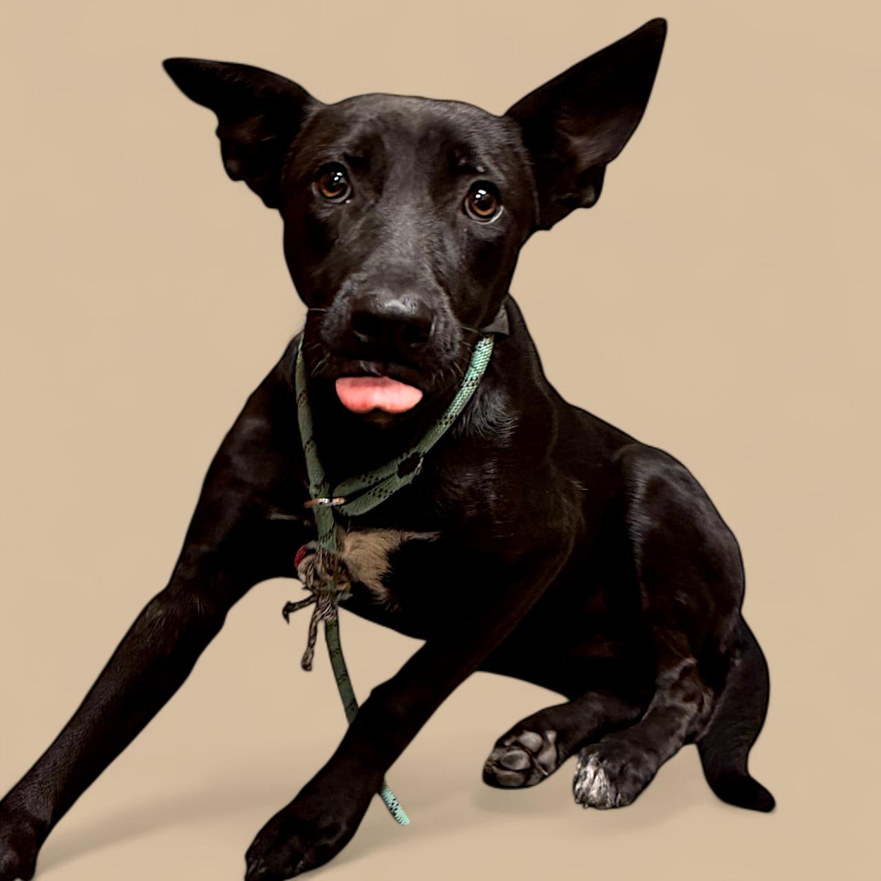 Annatoida, Adoptable, Young Female Mixed Breed.