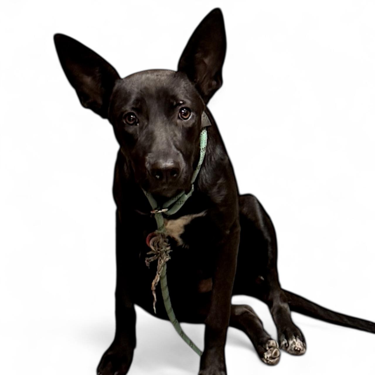 Enlarge Annatoida, a Adoptable mixed breed in Troy, AL image 2/2