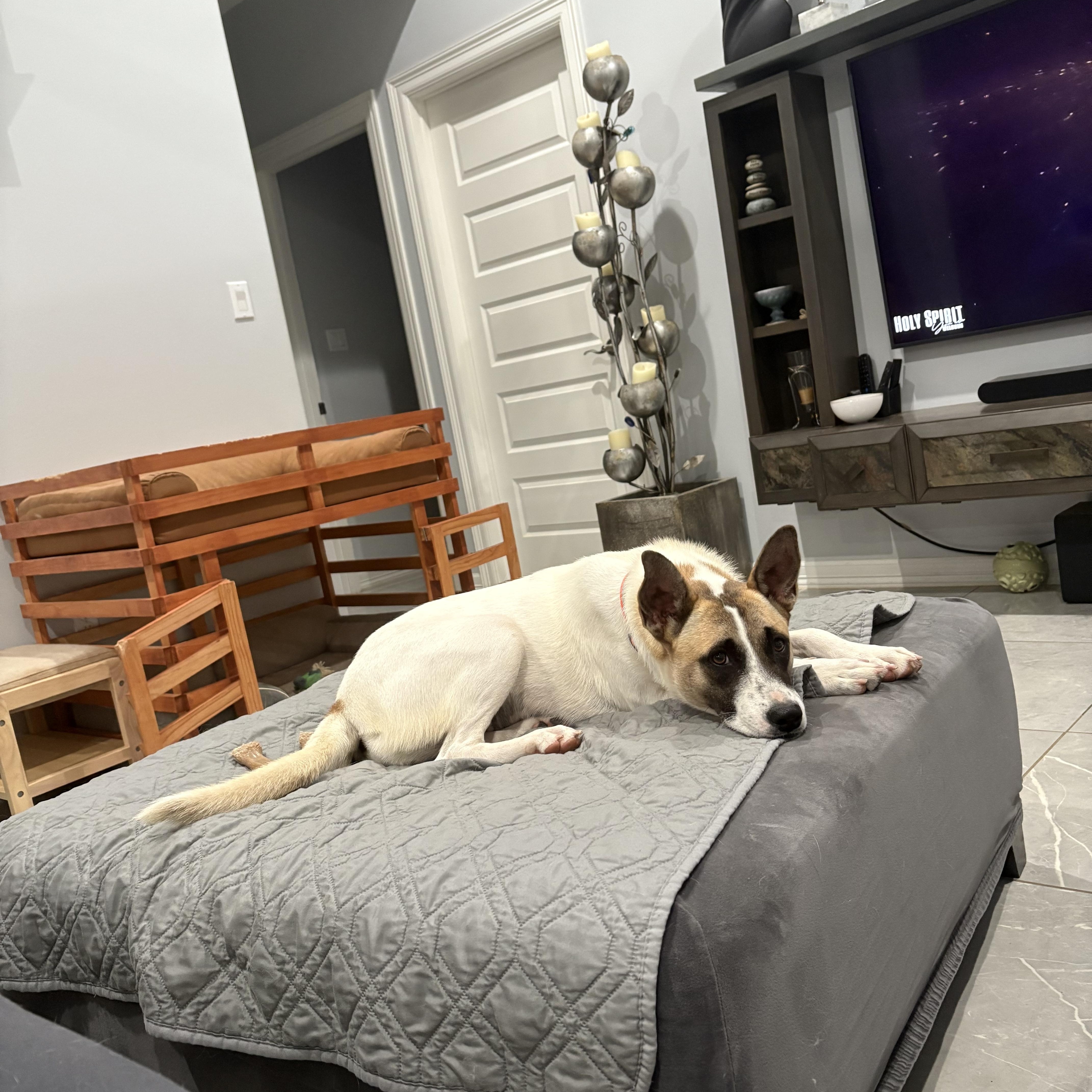 Enlarge Callie, a Adoptable mixed breed in Portland, OR image 2/4