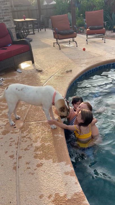 Enlarge Callie, a Adoptable mixed breed in Portland, OR video 3/4