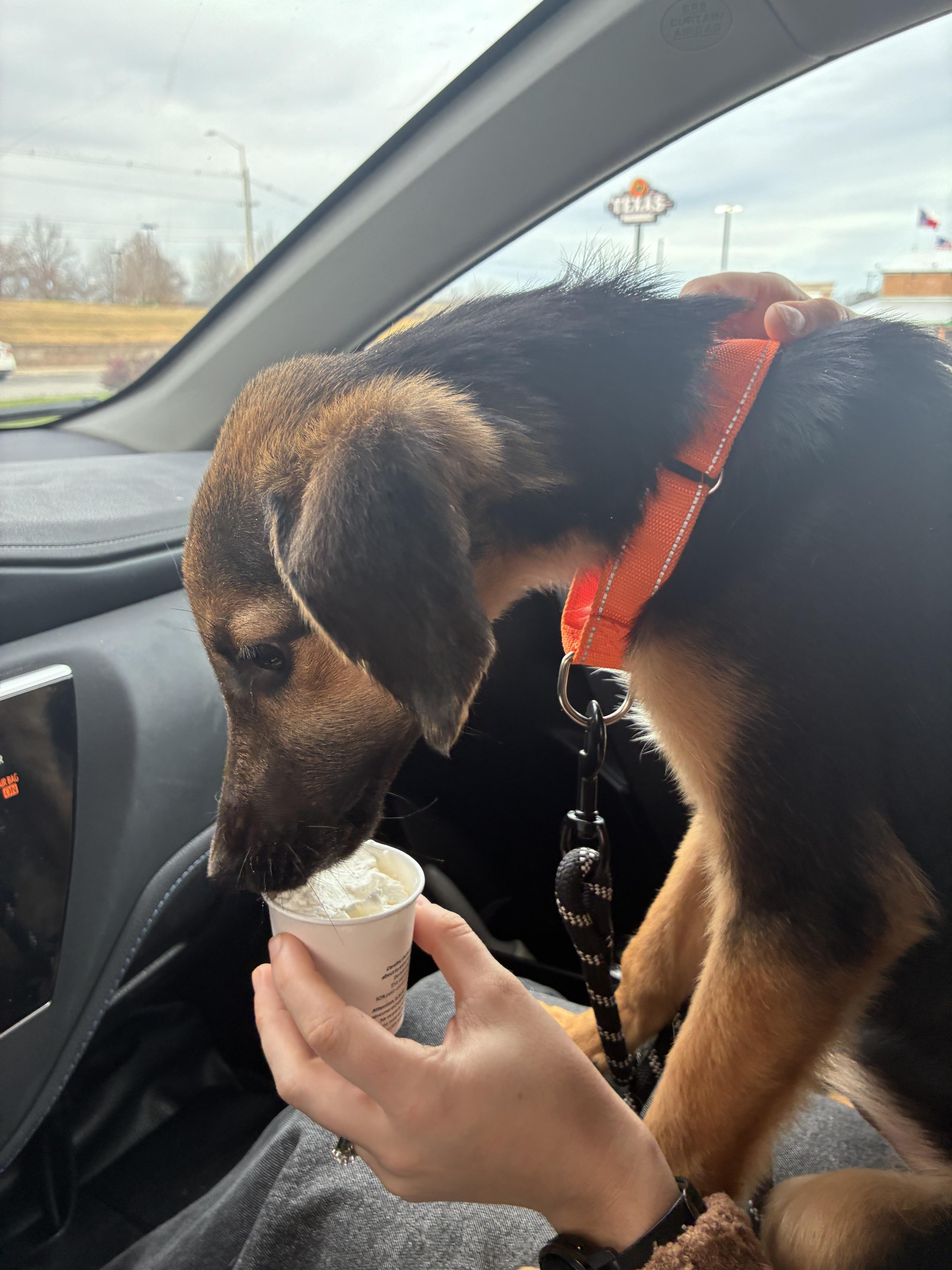 Enlarge Anakin Skywalker, a Adoptable mixed breed in Richmond, VA image 2/4