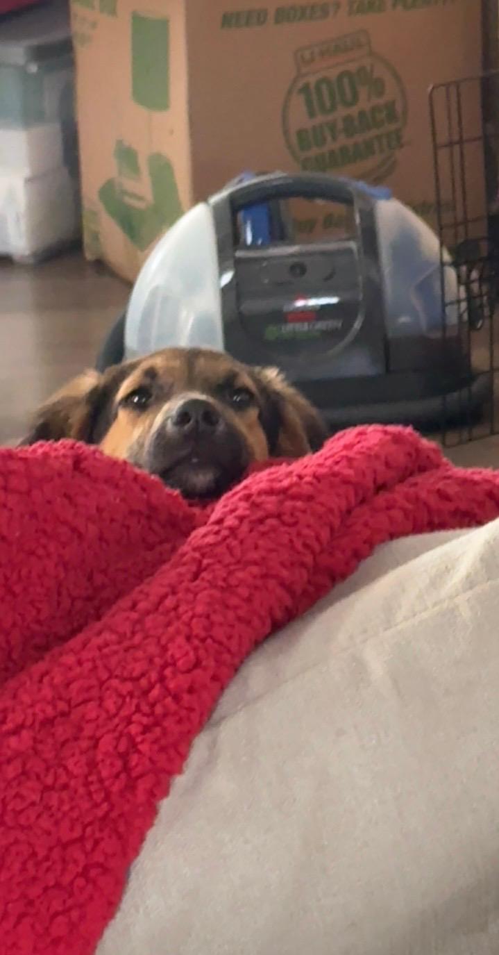 Enlarge Anakin Skywalker, a Adoptable mixed breed in Richmond, VA image 3/4