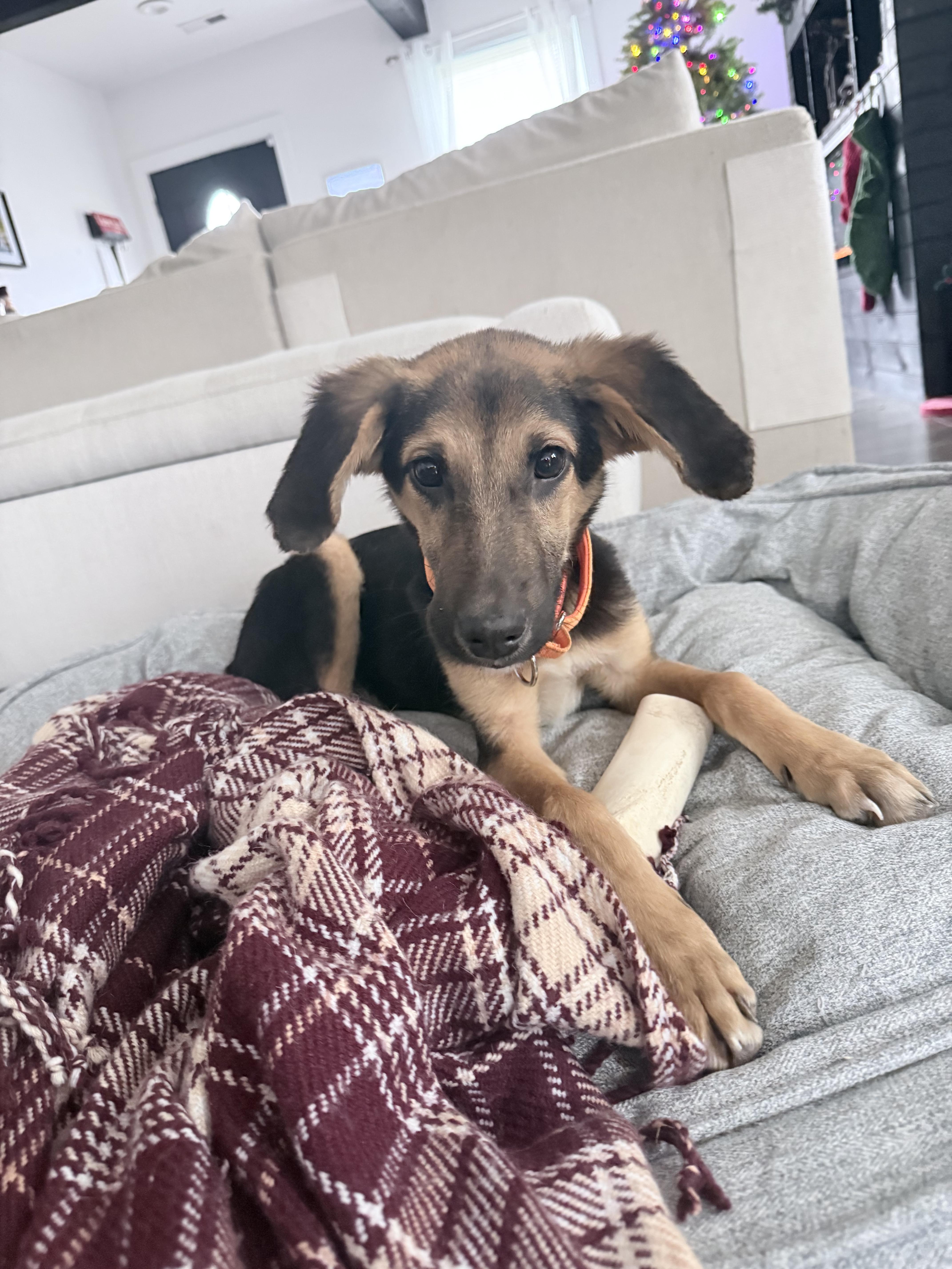 Enlarge Anakin Skywalker, a Adoptable mixed breed in Richmond, VA image 1/4