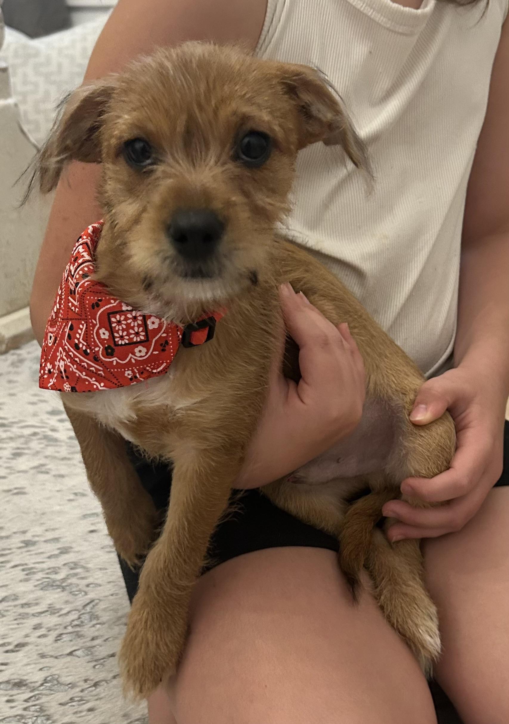 SKIMS 2026-319, Adoptable, Puppy Male Yorkshire Terrier & Chihuahua.
