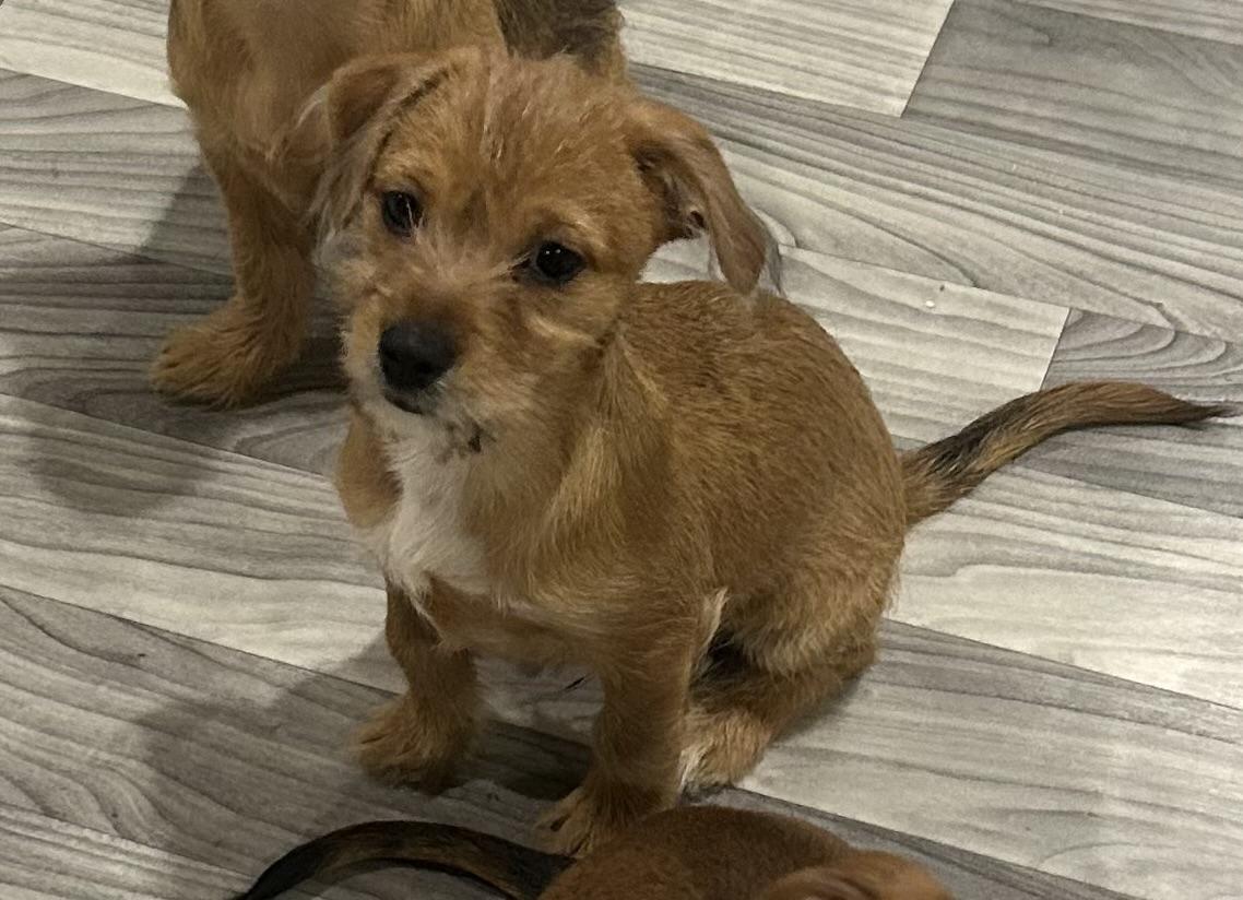Enlarge SKIMS 2026-319, a Adoptable mixed breed in Winder, GA image 2/2