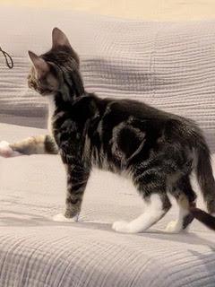 Buster — A Lover, Not a Fighter, a Adoptable Tabby in Laurel, MD image 3/5