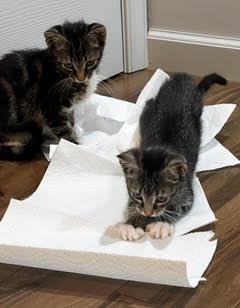 Buster — A Lover, Not a Fighter, a Adoptable Tabby in Laurel, MD image 2/5