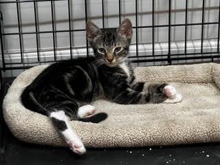 Buster — A Lover, Not a Fighter, a Adoptable Tabby in Laurel, MD image 4/5