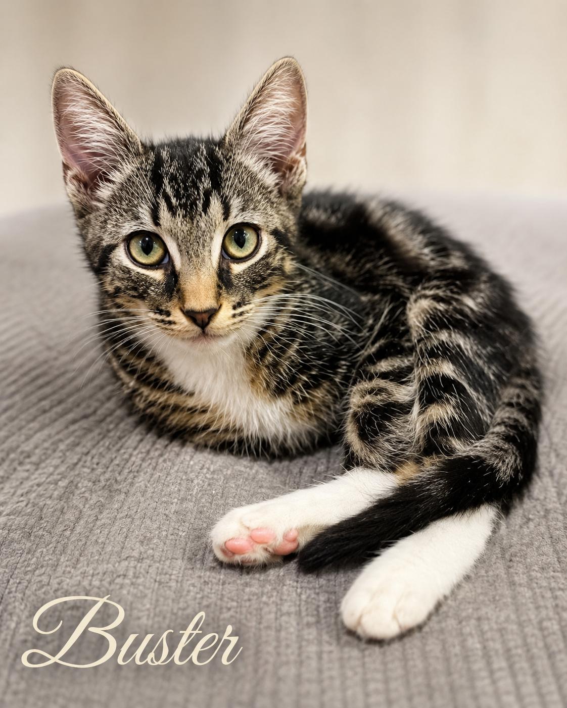 Buster — A Lover, Not a Fighter, Adoptable, Kitten Male Tabby.