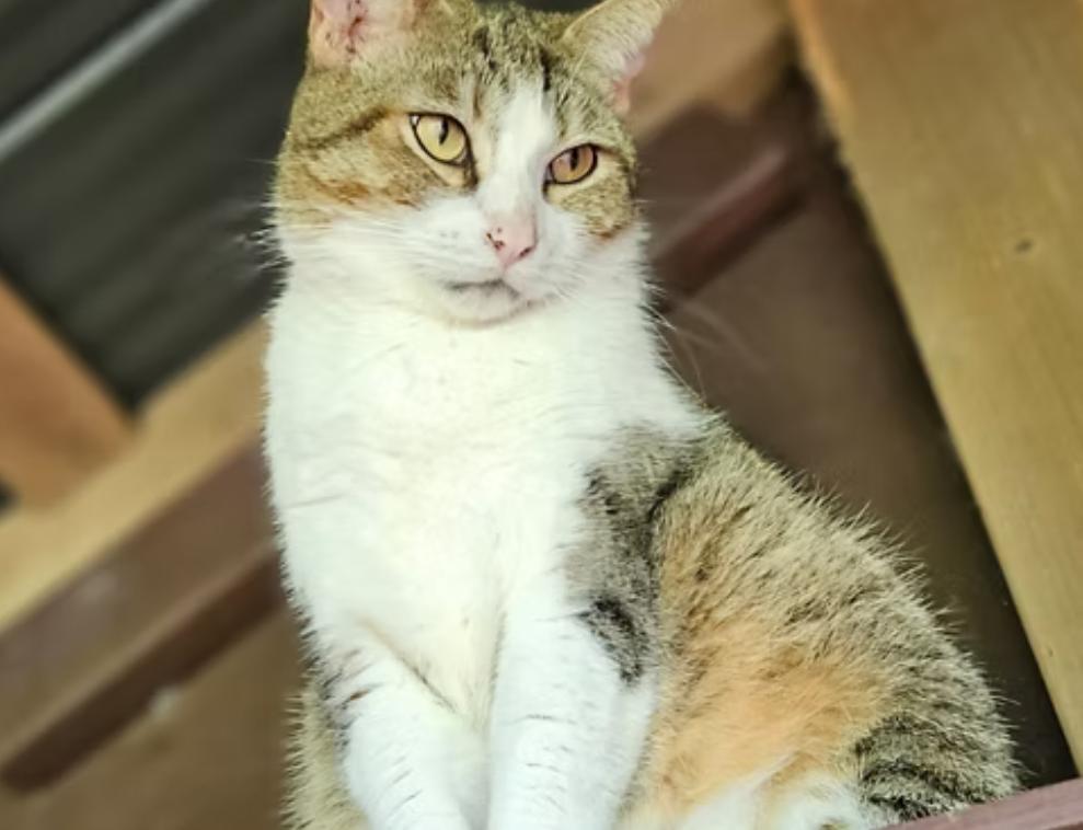 Enlarge Chloe, a Adoptable mixed breed in Kapaa, HI image 1/1