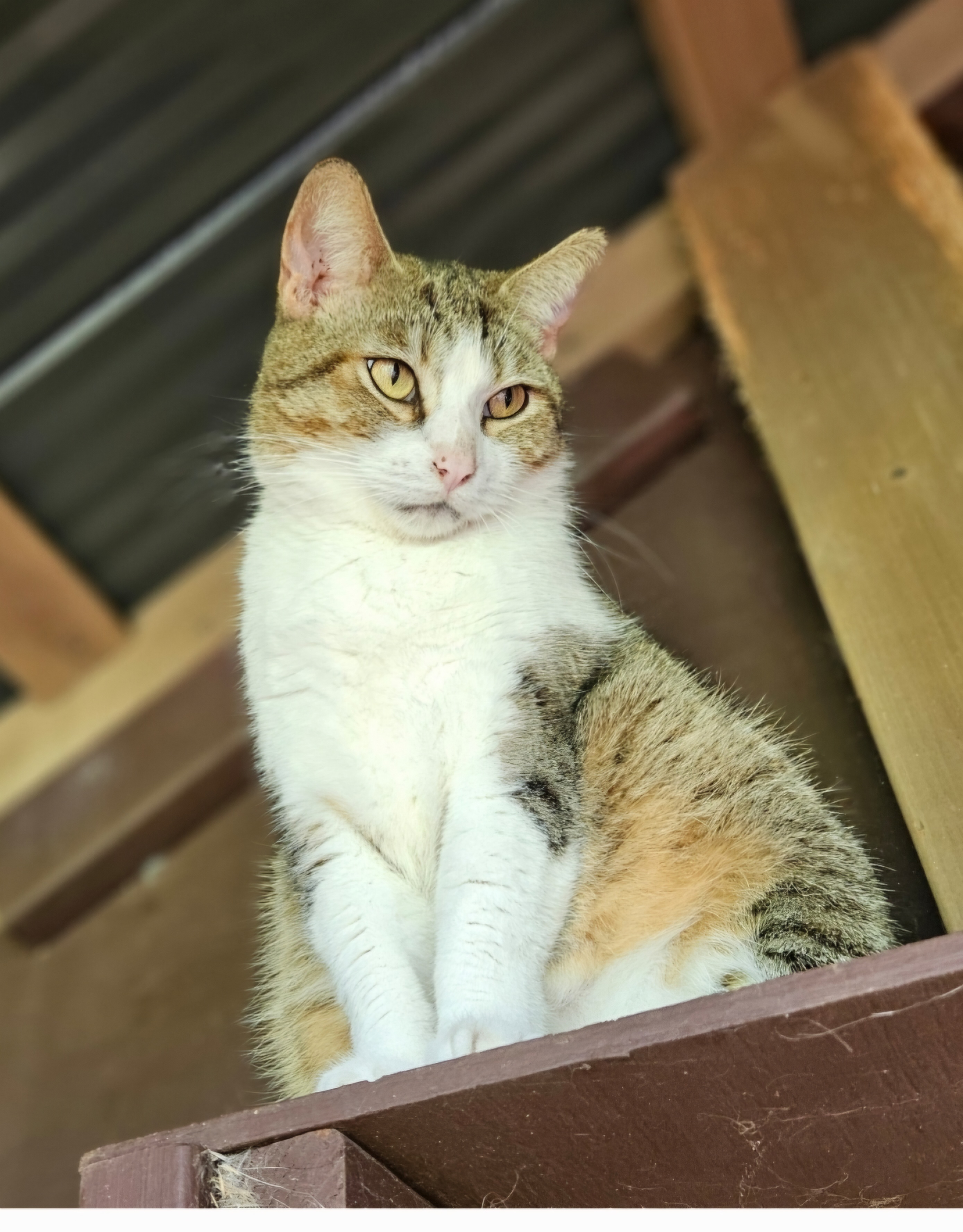 Chloe