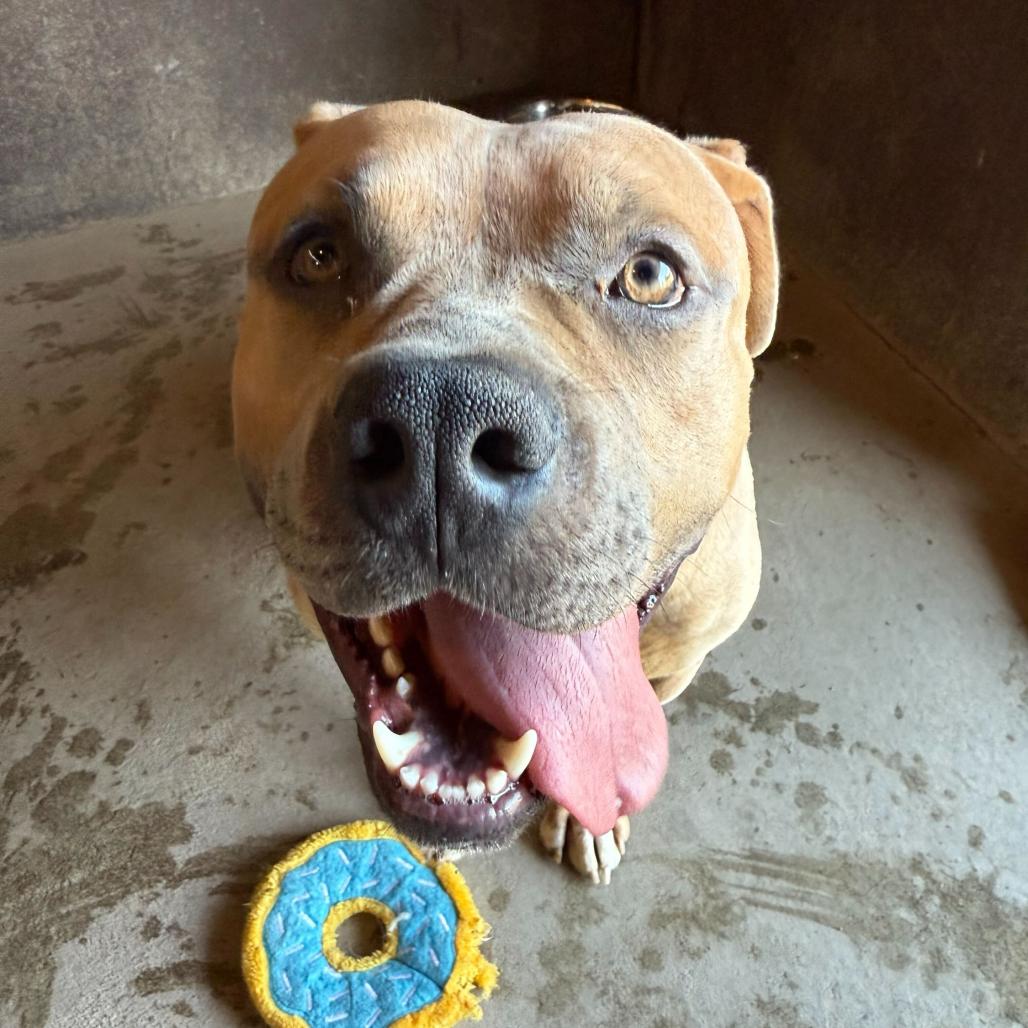 Enlarge Simba, a Adoptable Bullmastiff in Grand Junction, CO image 1/2