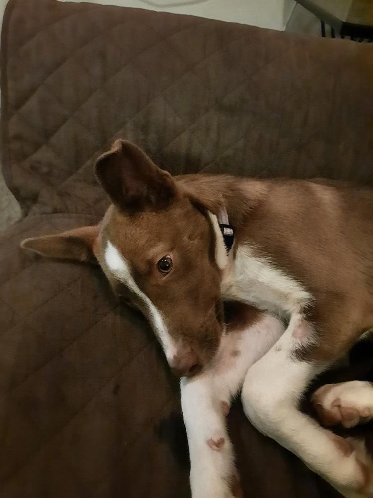 Pinto Bean, Adoptable, Puppy Male Border Collie.