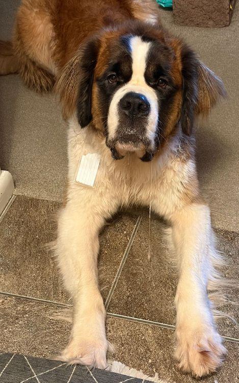 Penelope, an adopted mixed breed in Larkspur, CO image 3/3