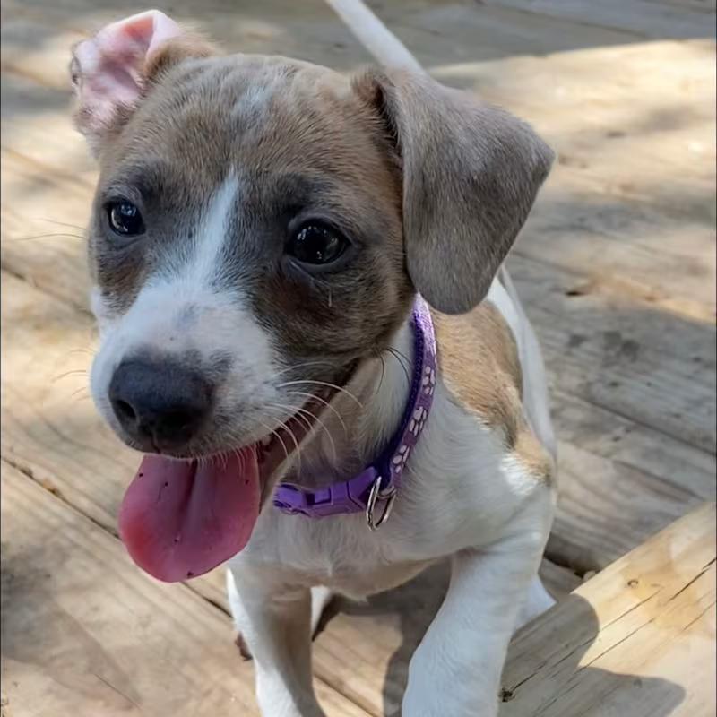 Dog for adoption Minnie Mouse, a Jack Russell Terrier Mix in