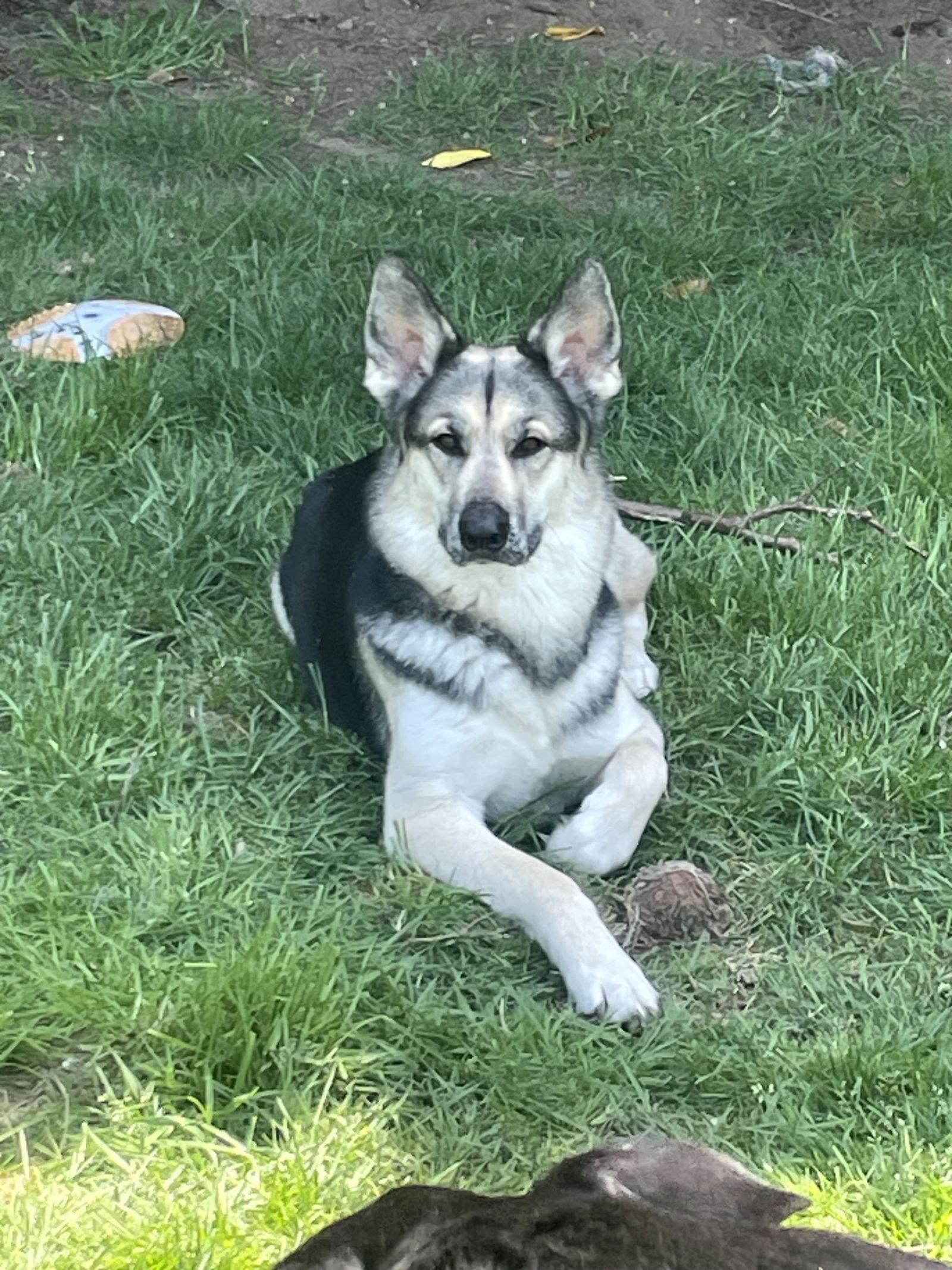 Zinnia, Adoptable, Young Female Shepherd & Husky.
