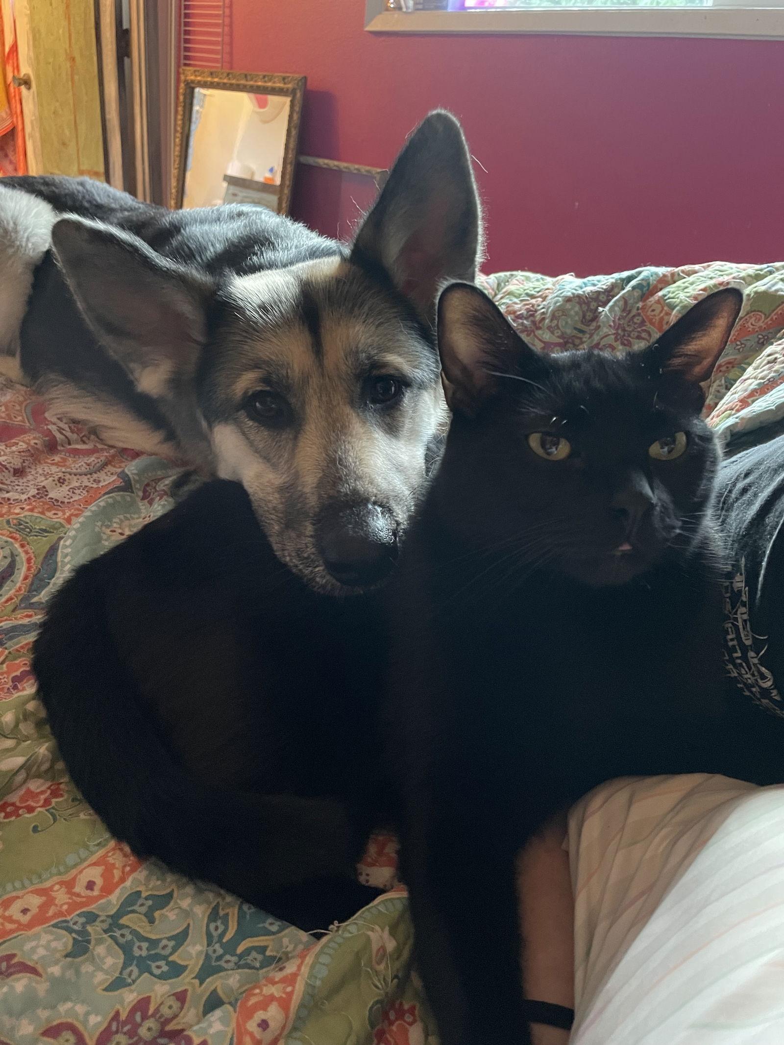 Enlarge Zinnia, a Adoptable mixed breed in St. Helens, OR image 3/3