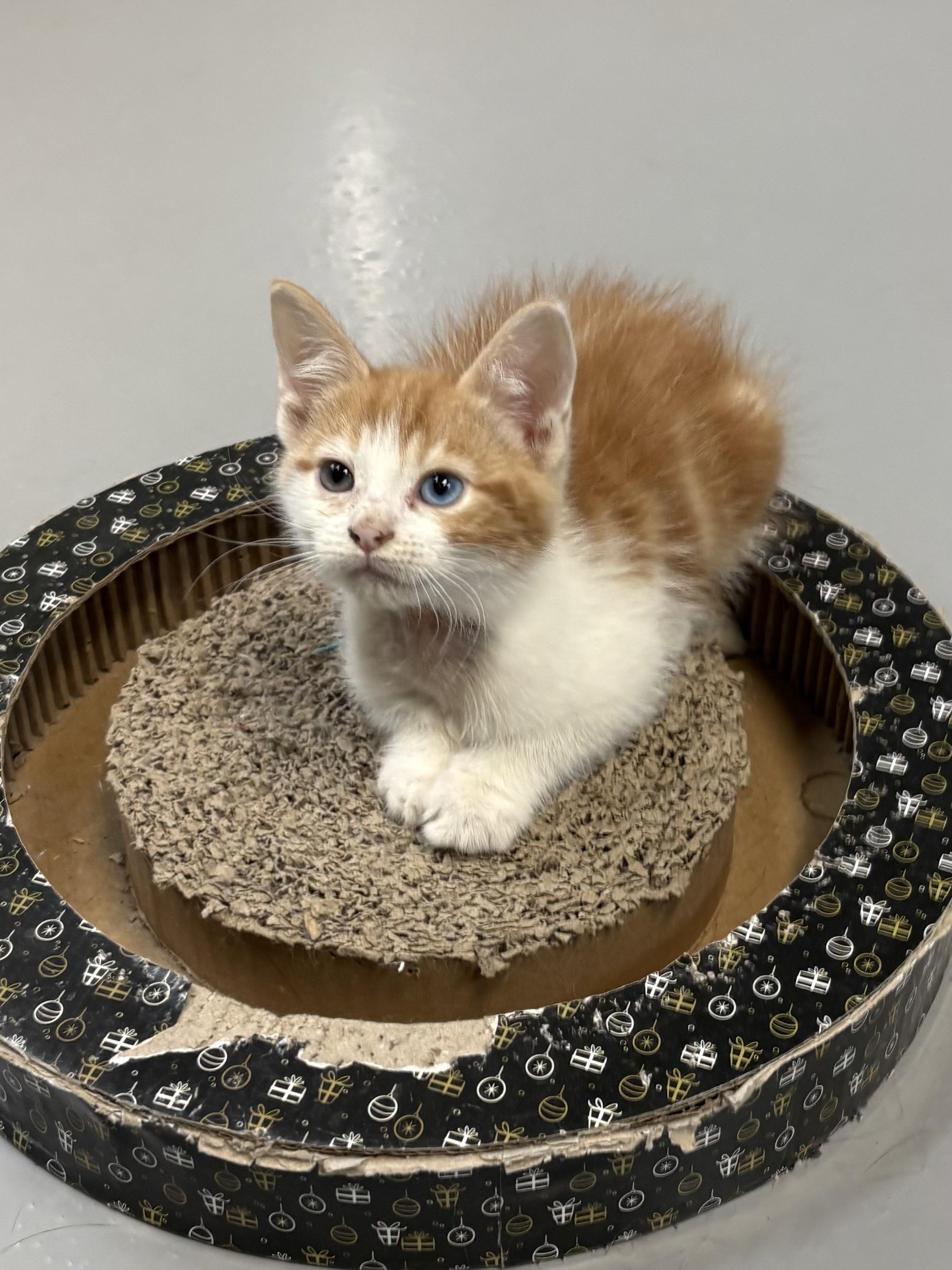 Enlarge Duck, a Adoptable American Shorthair in Big Rapids, MI image 2/3