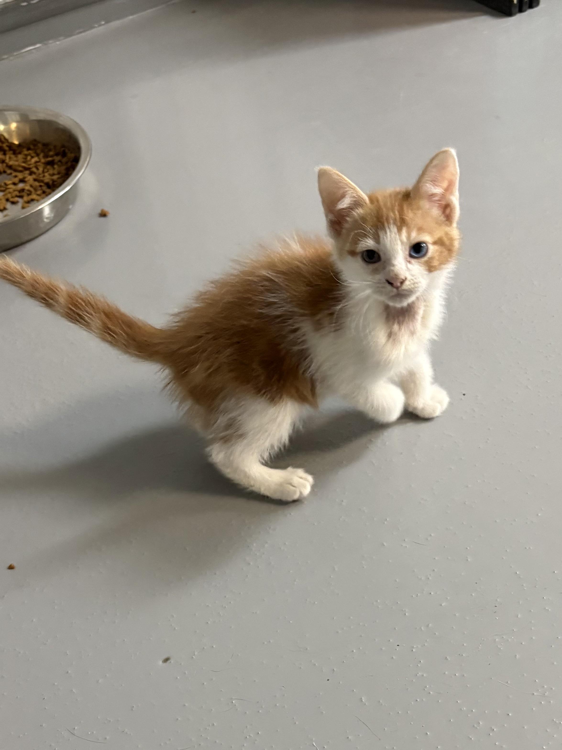 Enlarge Duck, a Adoptable American Shorthair in Big Rapids, MI image 3/3