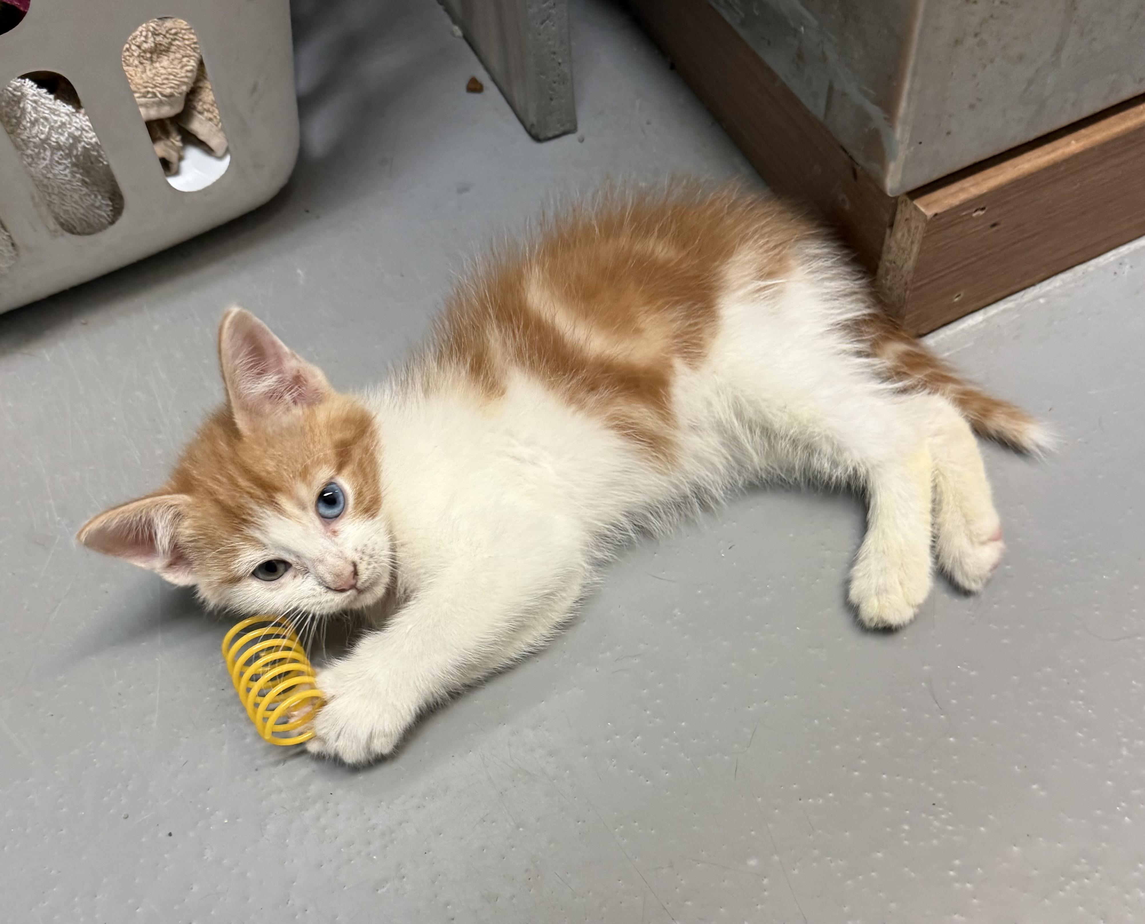 Duck, Adoptable, Kitten Male American Shorthair.