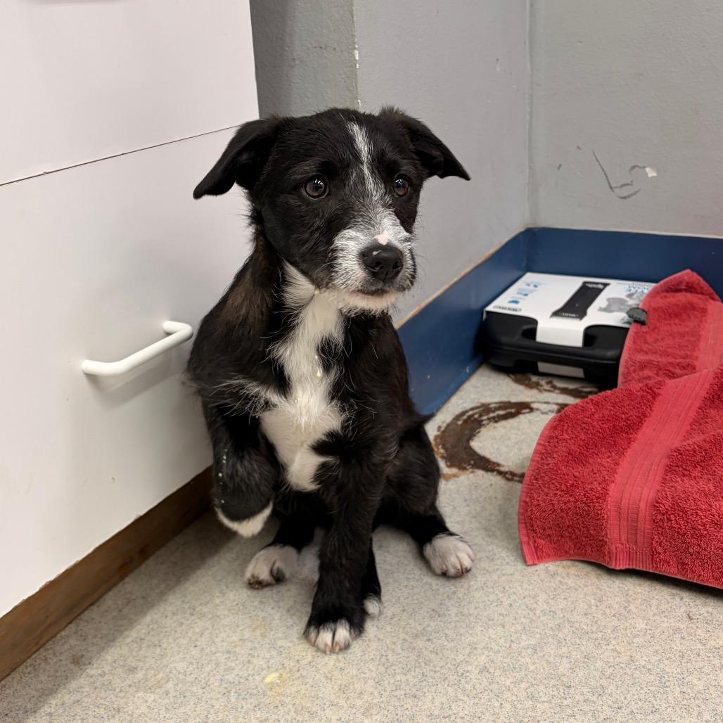 Toad, Adoptable, Puppy Male Border Collie & Terrier.