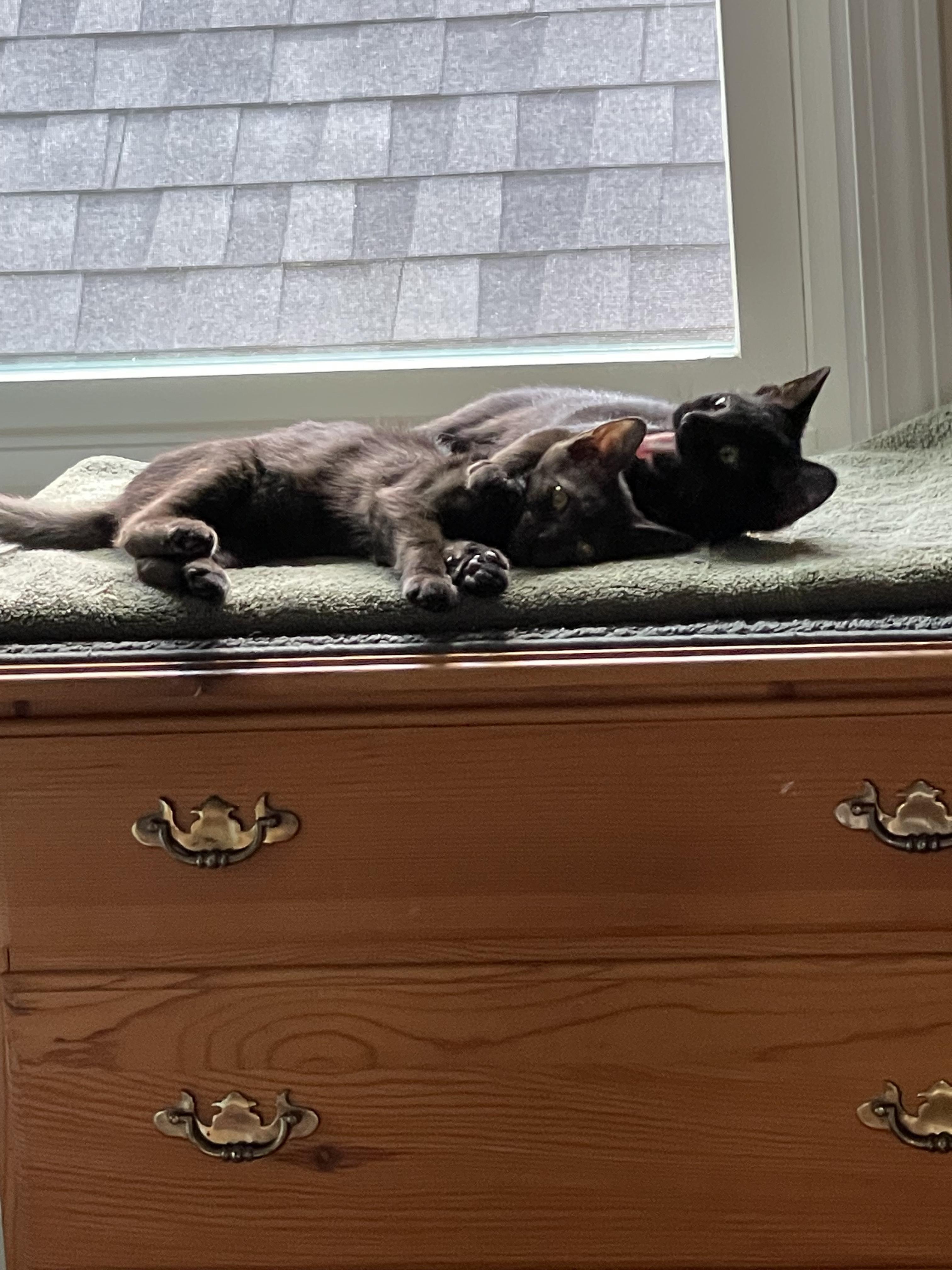 JoJo, a Adoptable Domestic Short Hair in Wilmington, NC image 6/6