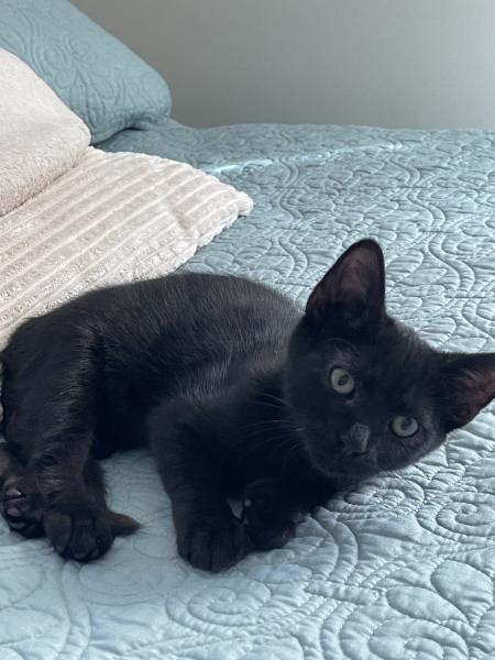 JoJo, a Adoptable Domestic Short Hair in Wilmington, NC image 1/6