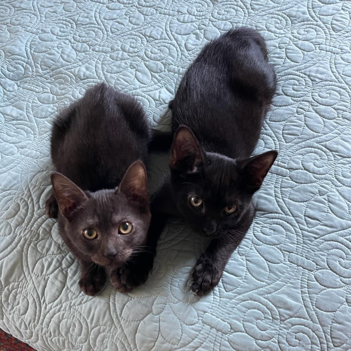 JoJo, a Adoptable Domestic Short Hair in Wilmington, NC image 5/6