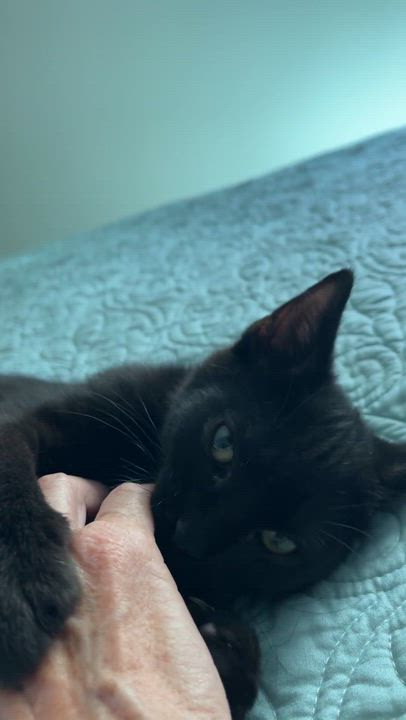 Enlarge JoJo, a Adoptable Domestic Short Hair in Wilmington, NC video 4/6