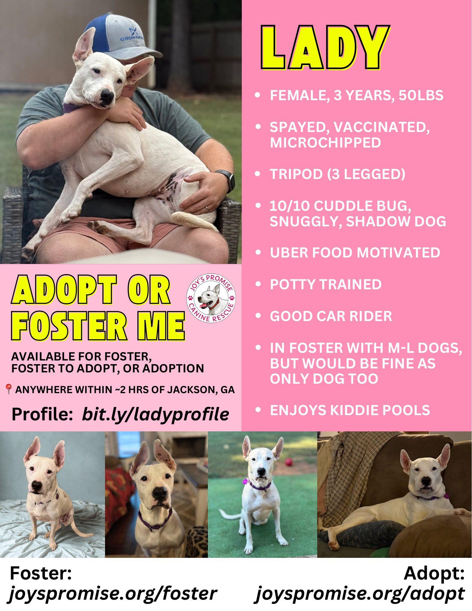 Enlarge Lady, a Adoptable Terrier in Decatur, GA image 1/3