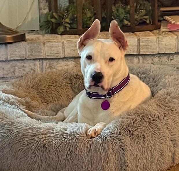 Enlarge Lady, a Adoptable Terrier in Decatur, GA image 2/3