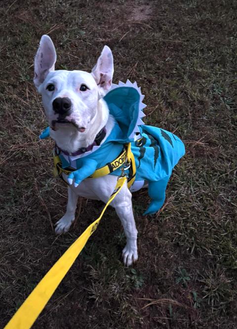 Enlarge Lady, a Adoptable Terrier in Decatur, GA image 3/3