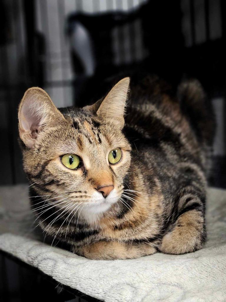 Ginny, a Adopted mixed breed in Warren, MI image 1/6