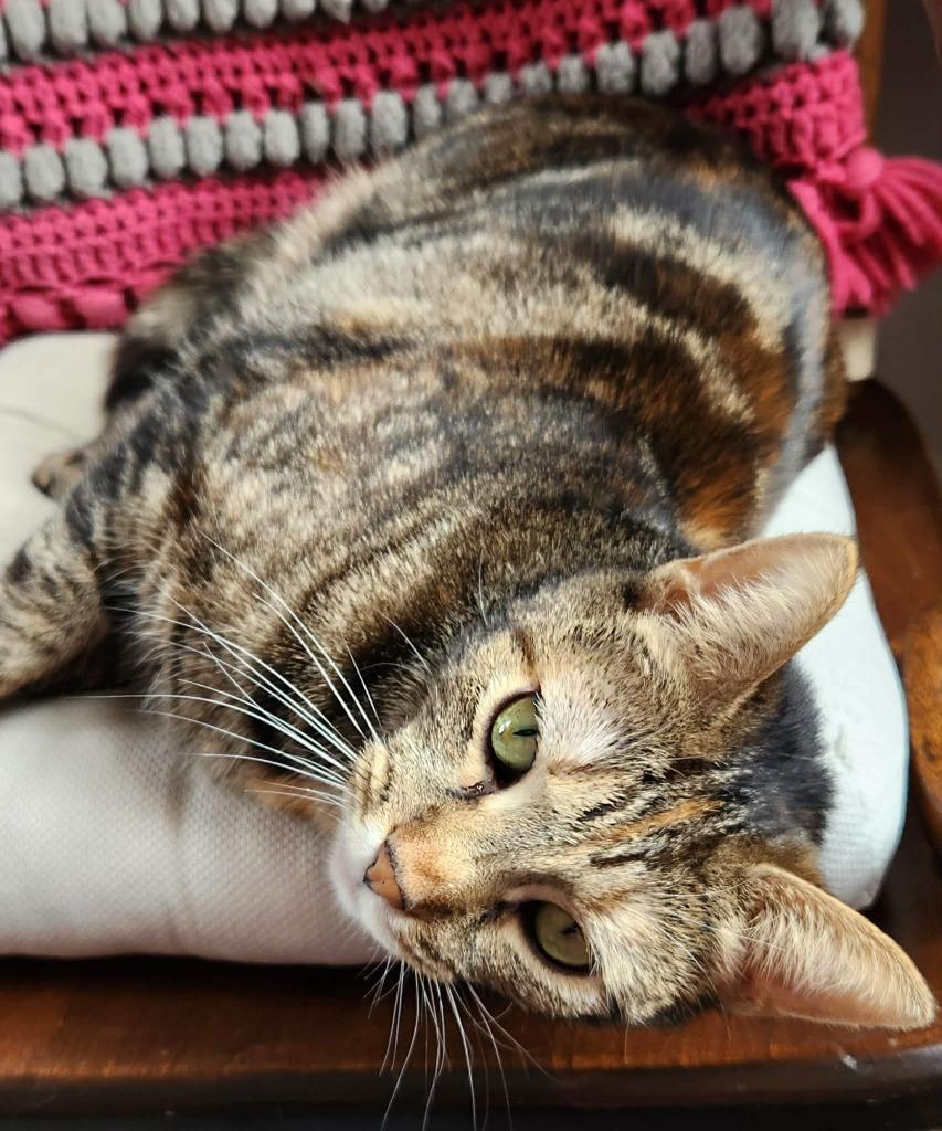 Enlarge Ginny, a Adopted mixed breed in Warren, MI image 3/6