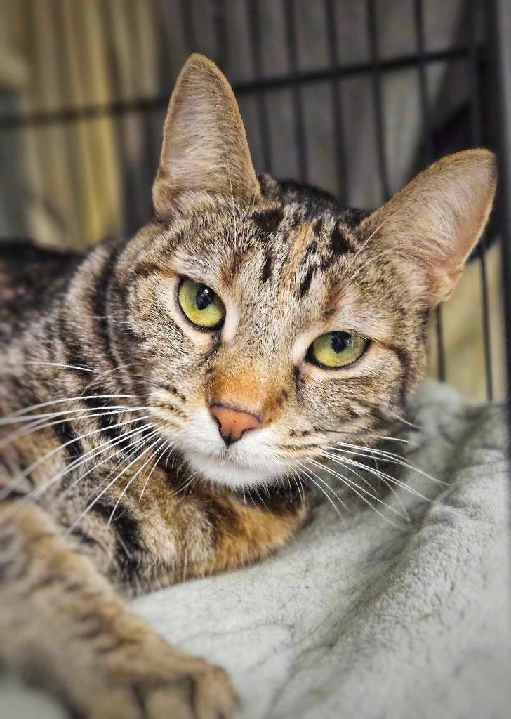 Enlarge Ginny, a Adopted mixed breed in Warren, MI image 4/6