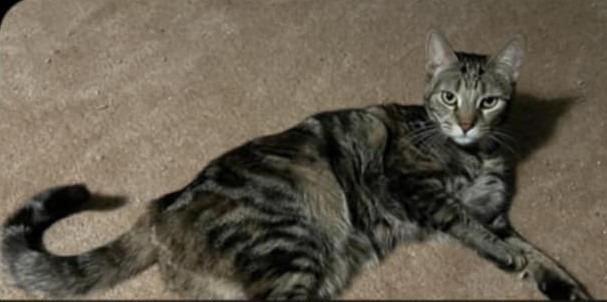 Enlarge Ginny, a Adopted mixed breed in Warren, MI image 5/6