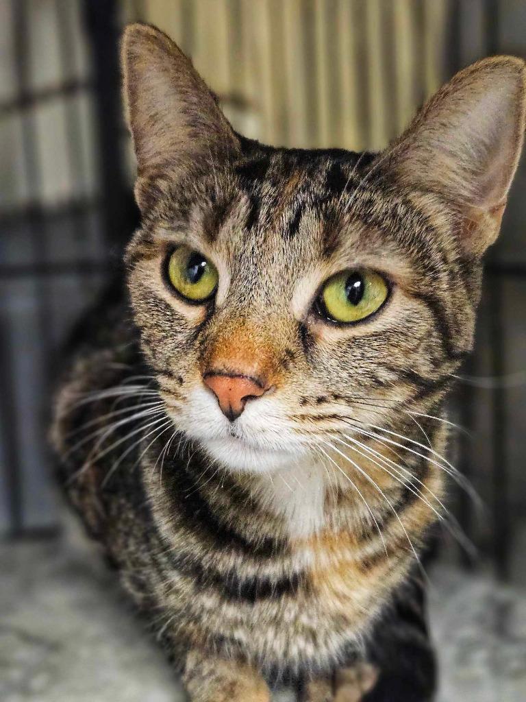 Ginny, a Adopted mixed breed in Warren, MI image 4/6