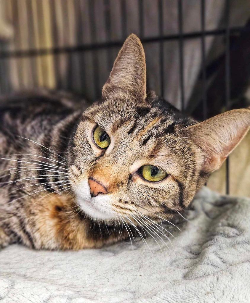 Enlarge Ginny, a Adopted mixed breed in Warren, MI image 6/6